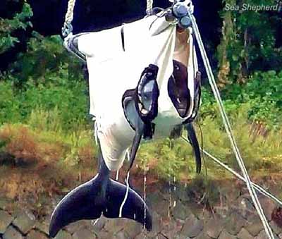 news_121009_2_6_DolphinCriesDuringTransfer