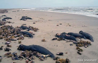 Lemészárolt fókatetemek a namibiai strandon