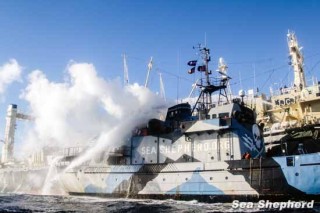 A Nisshin Maru a Steve Irwin gépházát támadja vizágyúival