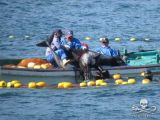 a taijii delfingyilkosok még a kikötő bejáratánál hálókba tekerik a Fehéroldalú delfineket, hogy megakadályozzák a szikláknak vetődést