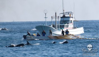 a taijii horror-öböl az alapköve a nemzetközi delfinrabszolga-kereskedelemnek, és ez az iparág finanszírozza a taijii delfinmészárlást