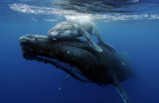 Humpback Mother & Her Baby 2